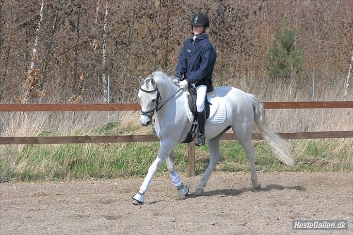 Welsh Partbred (Sec F) Lyngvejens Kenzo - Varmer op til stævne<3                                                                        billede 16