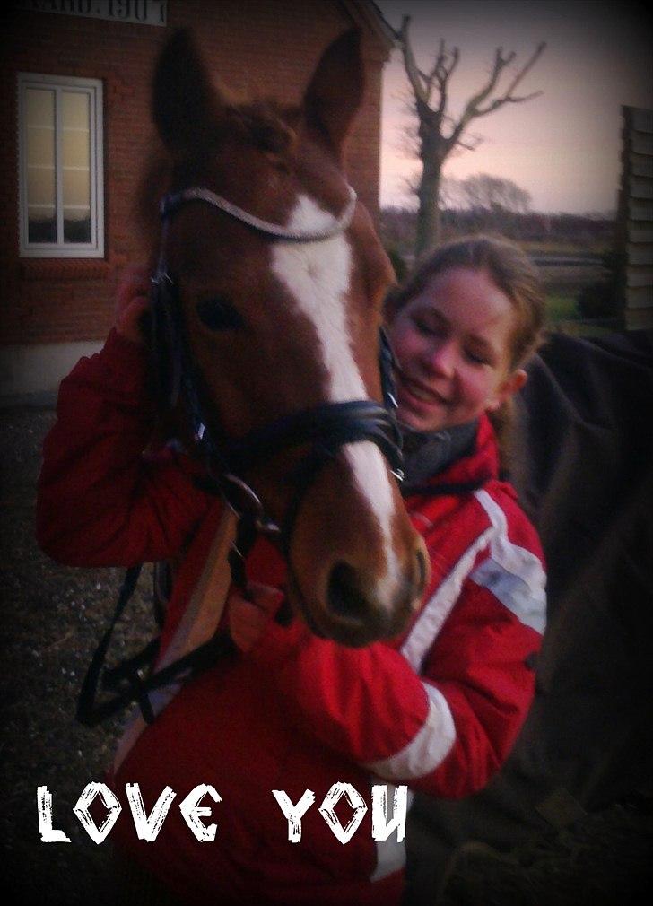 Anden særlig race Stald Hove's Safa Junior *SOLGT* - Junior med sit nye hovedtøj :D<3 foto: Mor Jane :) billede 3
