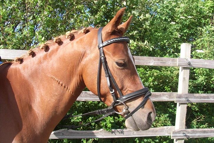 Anden særlig race Stald Hove's Safa Junior *SOLGT* - smukke pony :D<3 foto: Jeanne Hove (Mig) billede 11