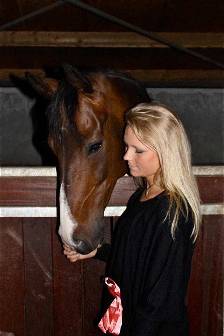 Hollandsk Varmblod Vivaldi billede 7