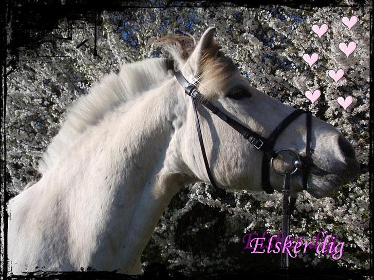 Fjordhest Tulstruplunds Benjamin - ikke min           billede 1