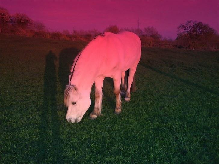 Fjordhest Tulstruplunds Benjamin - ikke min           billede 2
