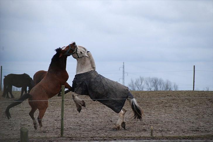 Fjordhest Tulstruplunds Benjamin - ikke min           - Så er der kamp.... billede 3