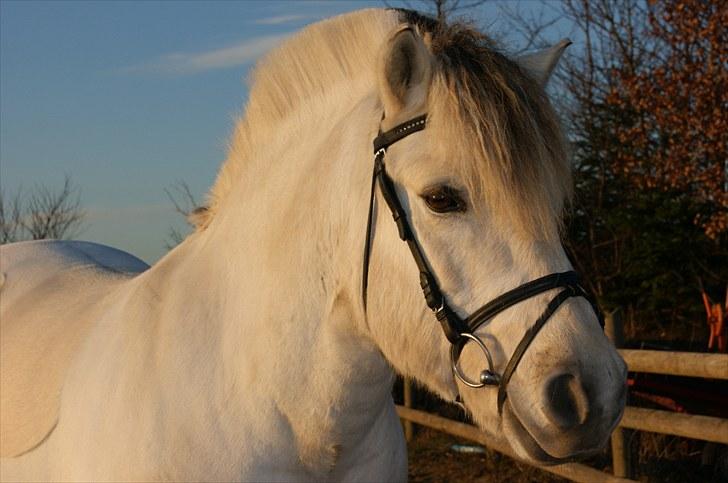 Fjordhest Tulstruplunds Benjamin - ikke min           - Foto: Nete billede 4