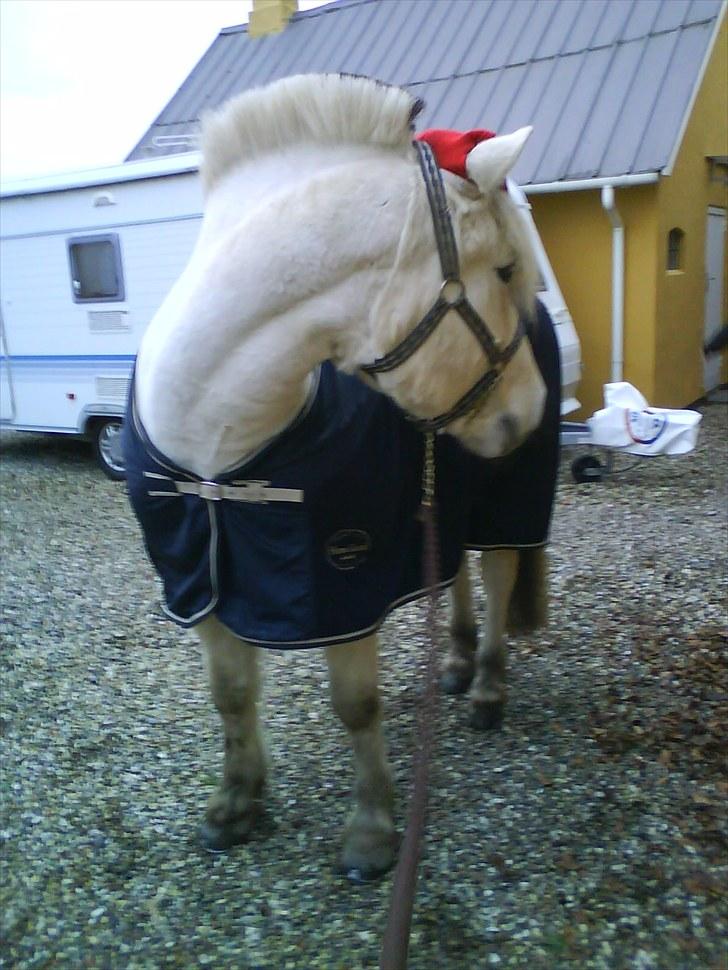 Fjordhest Tulstruplunds Benjamin - ikke min           - Er hjemme hos mig, og han står, og kigger efter noget lækkert billede 5