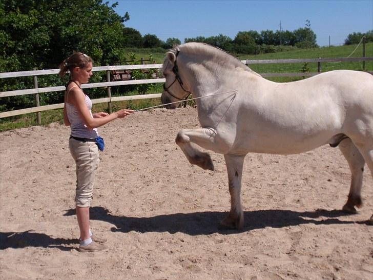 Fjordhest Tulstruplunds Benjamin - ikke min           billede 6