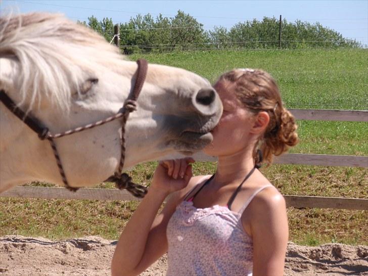 Fjordhest Tulstruplunds Benjamin - ikke min           billede 7