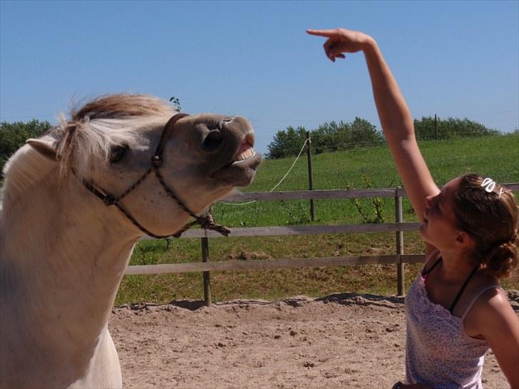 Fjordhest Tulstruplunds Benjamin - ikke min           billede 8