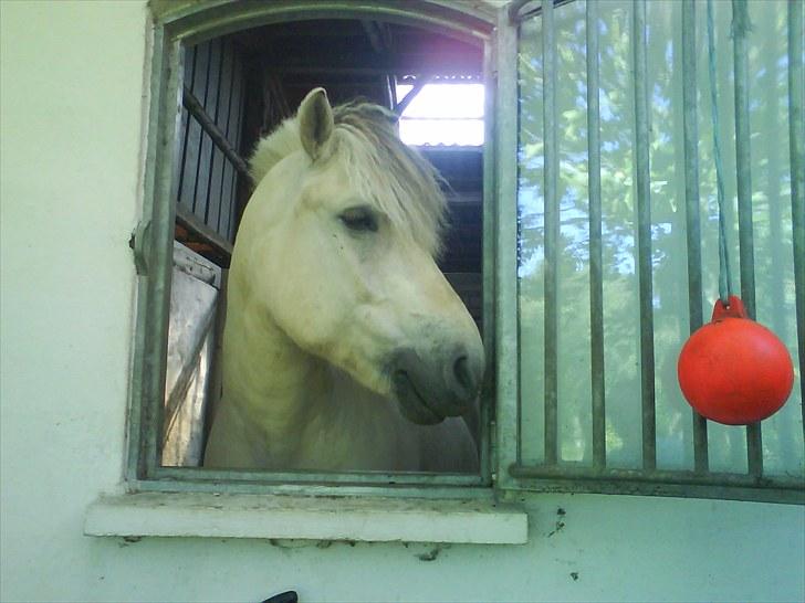 Fjordhest Tulstruplunds Benjamin - ikke min           - kigger ud af vinduet og tjekker haven billede 9