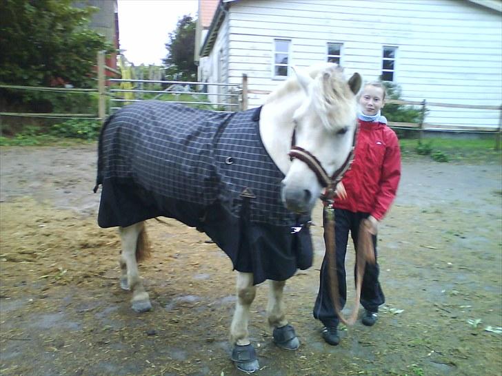 Fjordhest Tulstruplunds Benjamin - ikke min           - På vej til fold billede 10