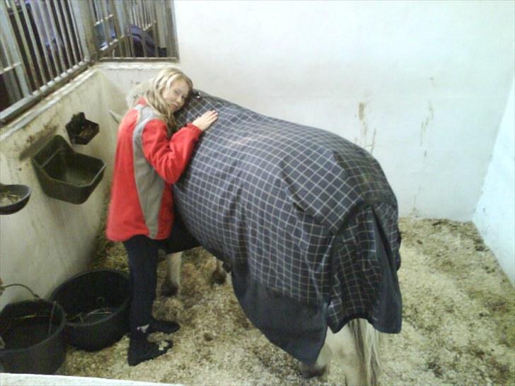 Fjordhest Tulstruplunds Benjamin - ikke min           - Får lige en godnat krammer billede 11