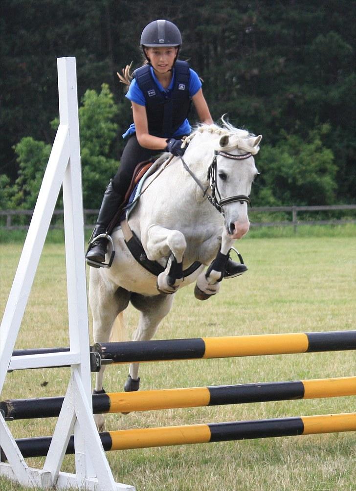 Welsh Pony (sec B) Hovmarkens Liva *Solgt* - Amalie og Liva *NYT* billede 11