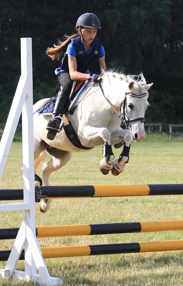 Welsh Pony (sec B) Hovmarkens Liva *Solgt* - Amalie og Liva *NYT* billede 14