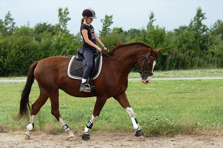 Trakehner Kalliope III RHT - Karla med 12 årige Natascha i sadlen efter ridepause på flere år. 15/7 2010 billede 12