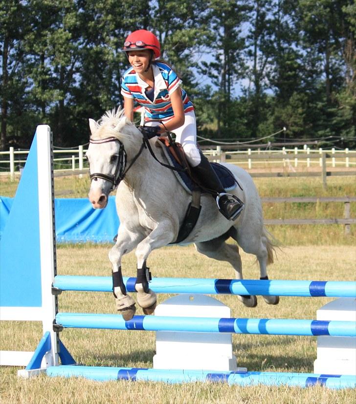 Welsh Pony (sec B) Hovmarkens Liva *Solgt* - Amalie og Liva til show i OHR *NYT* billede 15