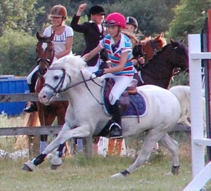 Welsh Pony (sec B) Hovmarkens Liva *Solgt* - Amalie og Liva til show i OHR *NYT* billede 16