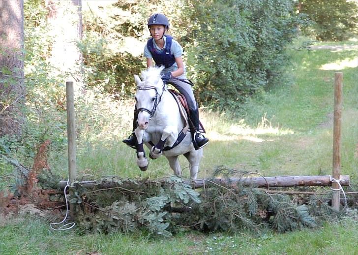 Welsh Pony (sec B) Hovmarkens Liva *Solgt* - Amalie og Liva *NYT* billede 18