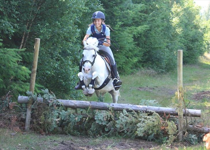 Welsh Pony (sec B) Hovmarkens Liva *Solgt* - Amalie og Liva *NYT* billede 19