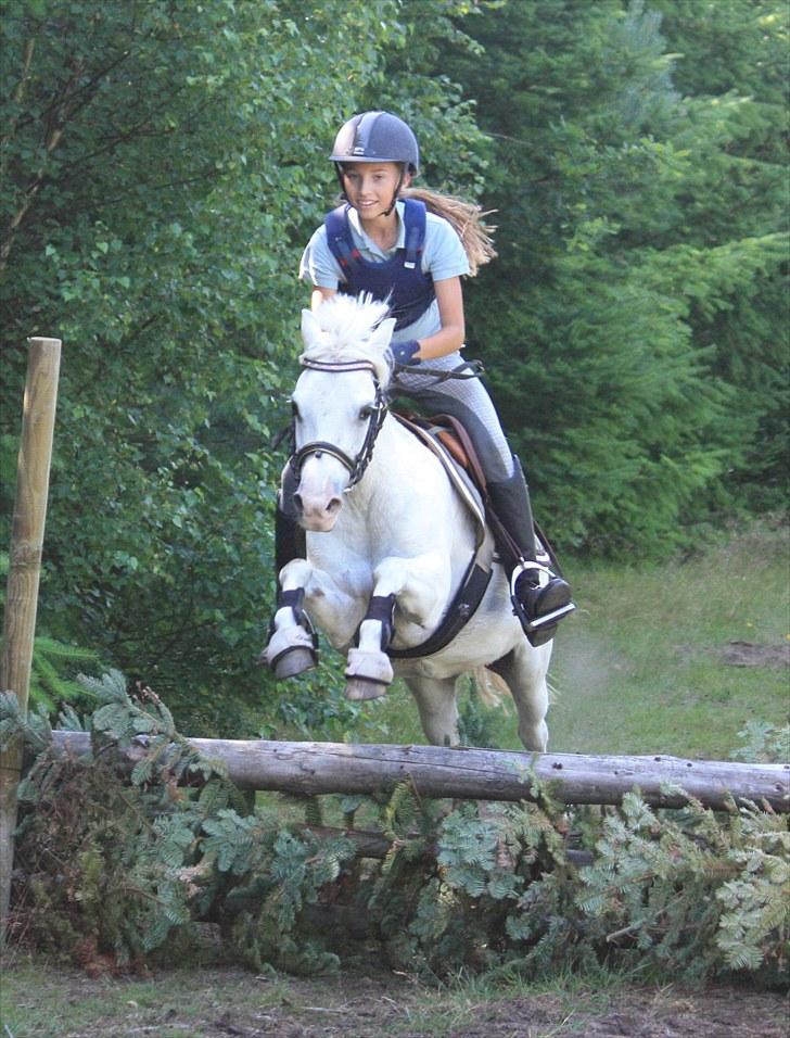 Welsh Pony (sec B) Hovmarkens Liva *Solgt* - Amalie og Liva *NYT* billede 20