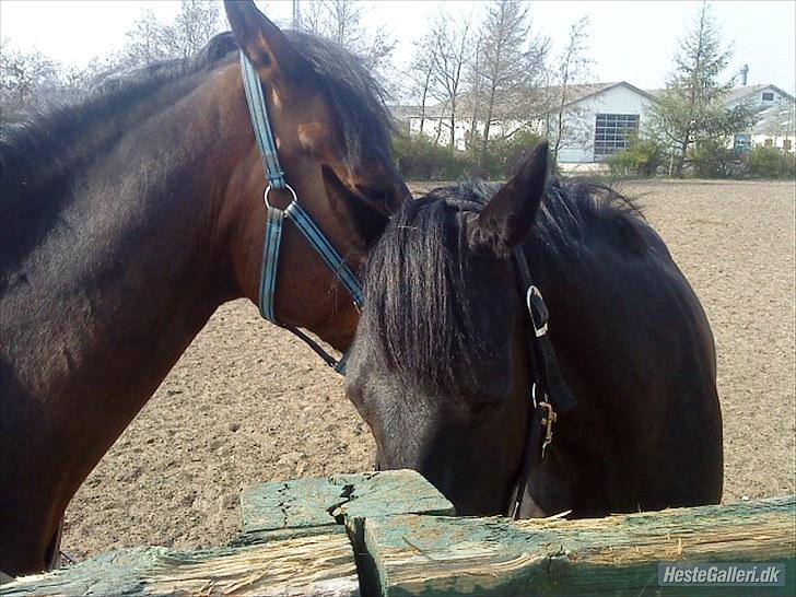 Welsh Cob (sec D) Holly billede 10