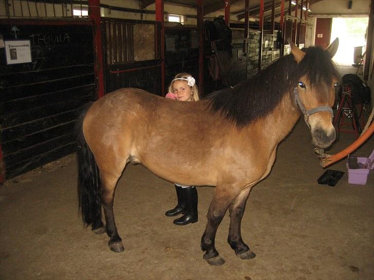 Knabstrupper Søholmsgaards Joker billede 10