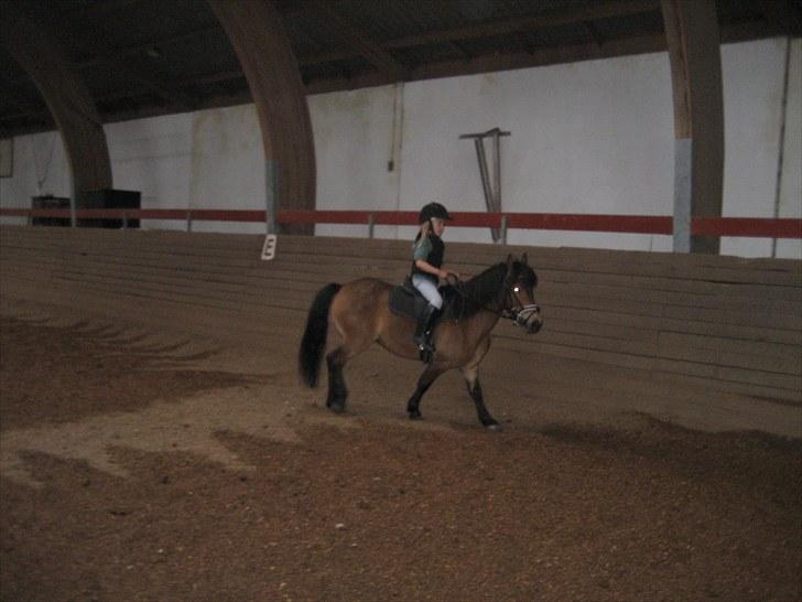 Knabstrupper Søholmsgaards Joker billede 11