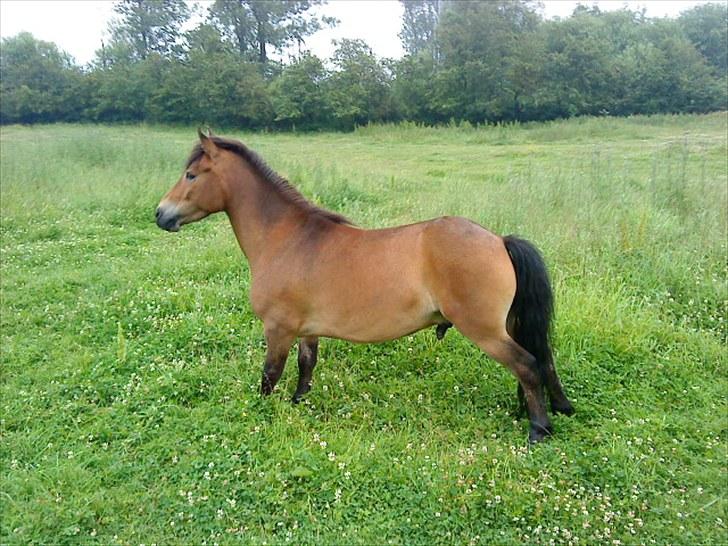 Knabstrupper Søholmsgaards Joker billede 12