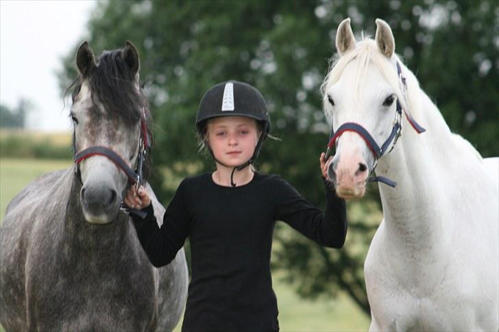 Welsh Pony (sec B) Stendyssen´s sunglimps <3 - 2010. glimmer og jerry billede 3