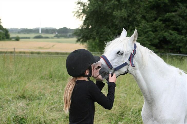 Welsh Pony (sec B) Stendyssen´s sunglimps <3 - nys nys nys kys kys kys min glimmer 2010 billede 4