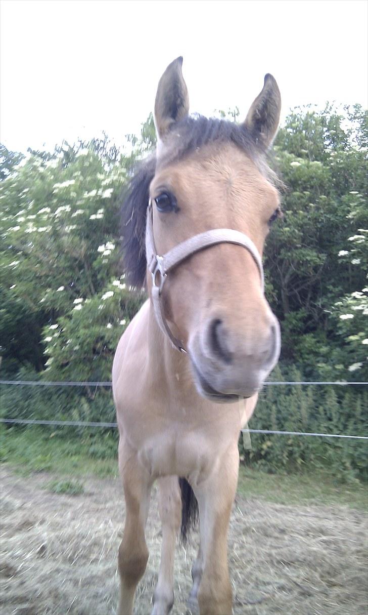 Anden særlig race Spirit billede 1