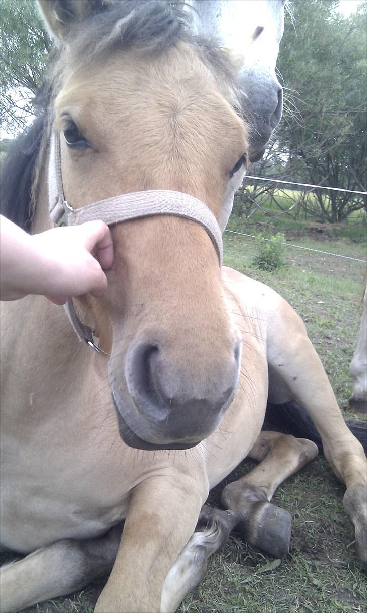 Anden særlig race Spirit billede 2
