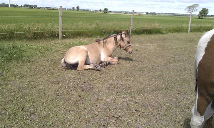 Anden særlig race Spirit billede 3