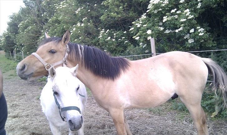 Anden særlig race Spirit billede 4