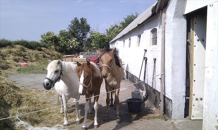 Anden særlig race Spirit billede 5