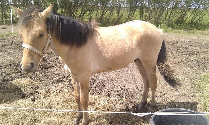 Anden særlig race Spirit billede 6