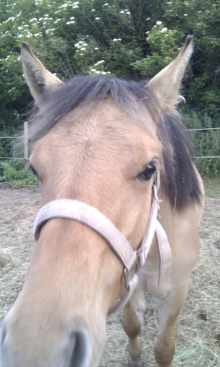 Anden særlig race Spirit billede 8