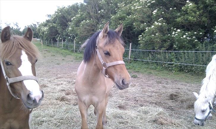 Anden særlig race Spirit billede 9