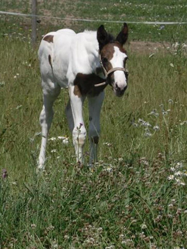 Pinto Amazing Fighter NyholmRIP - velkommen til min profil:) billede 1