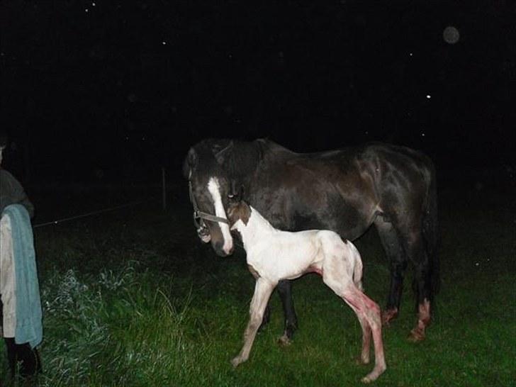 Pinto Amazing Fighter NyholmRIP - lige kommet på benene billede 2