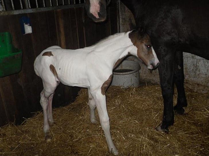 Pinto Amazing Fighter NyholmRIP - så fik vi dem bakset ind(var ikke let:)) billede 3