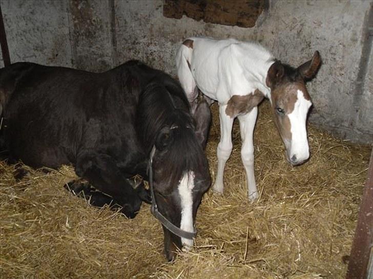 Pinto Amazing Fighter NyholmRIP - mor er blevet træt billede 4