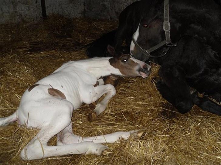 Pinto Amazing Fighter NyholmRIP - mor og datter møsser billede 5