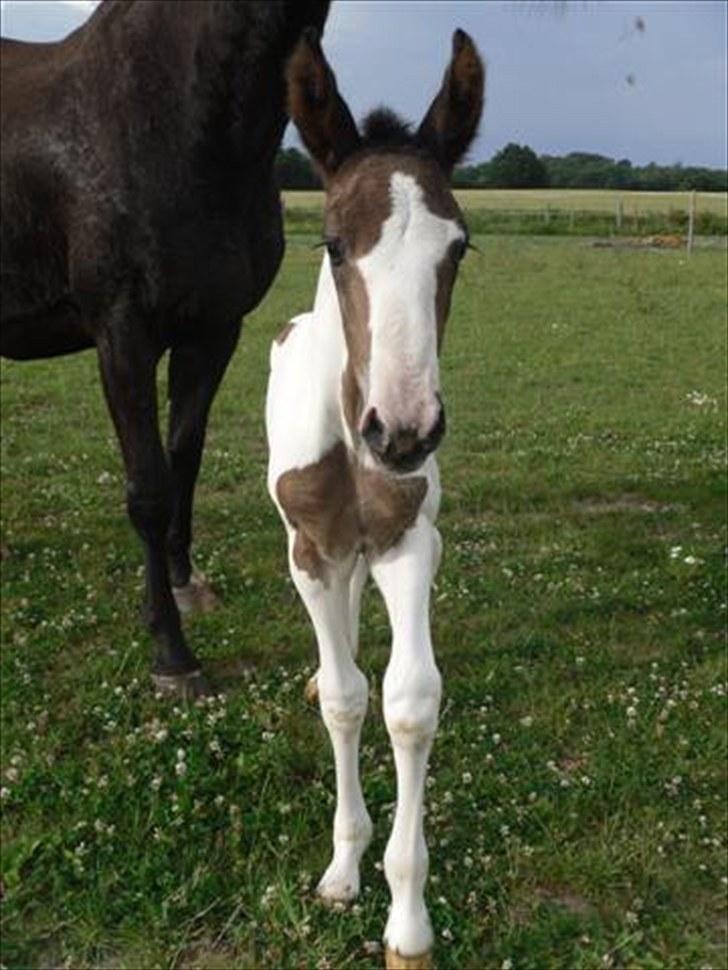 Pinto Amazing Fighter NyholmRIP - halløj siger hun til kameraet:) billede 6