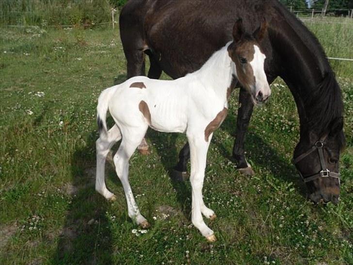 Pinto Amazing Fighter NyholmRIP - første gang ude billede 7