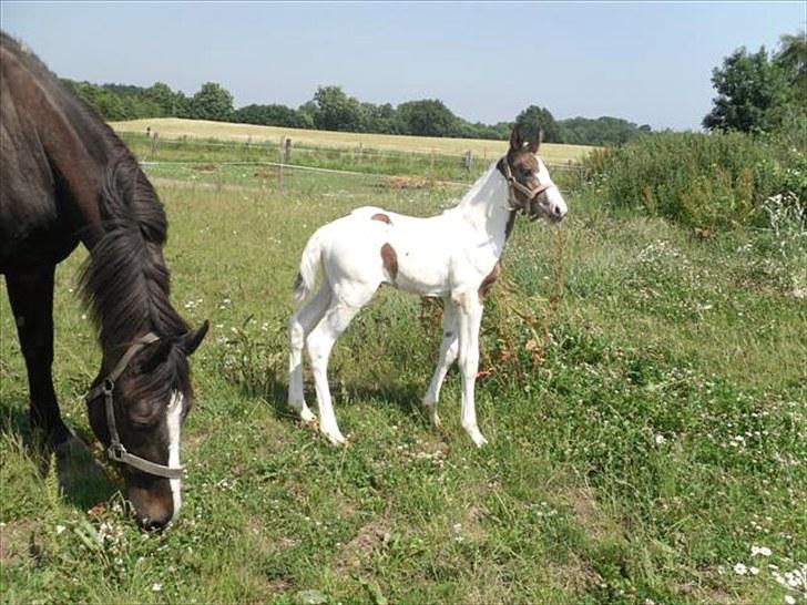 Pinto Amazing Fighter NyholmRIP - så fin hun er:) billede 8