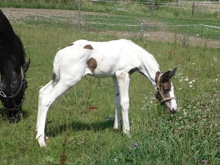 Pinto Amazing Fighter NyholmRIP - nøj en ukrudt jeg ku nå:) billede 9