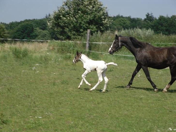 Pinto Amazing Fighter NyholmRIP - fang mig hvis du kan:) billede 11
