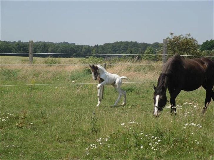 Pinto Amazing Fighter NyholmRIP - så fin hun er:) billede 12