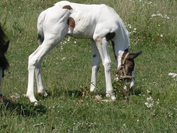 Pinto Amazing Fighter NyholmRIP - nøj der er langt ned:) billede 13