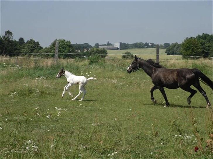 Pinto Amazing Fighter NyholmRIP - farvel moar:) billede 14